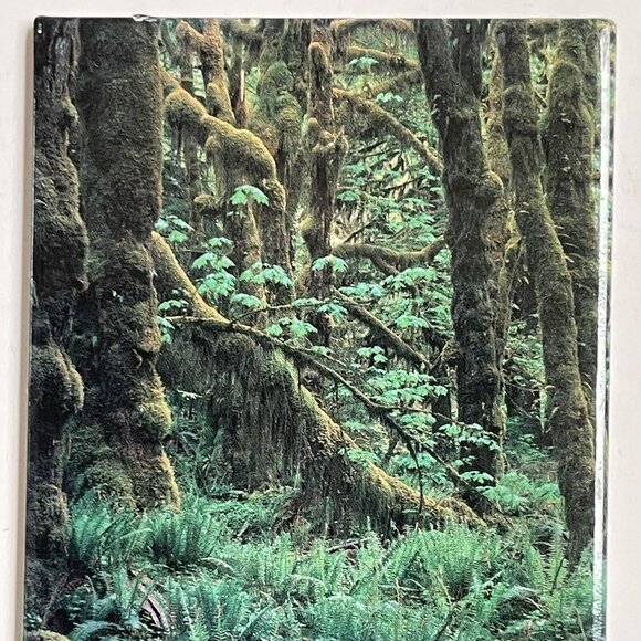 Fridge Magnet Forest 2.5 X 3 Inches Trees Woods Scenery Quinault Kirkendall - Picture 2 of 5